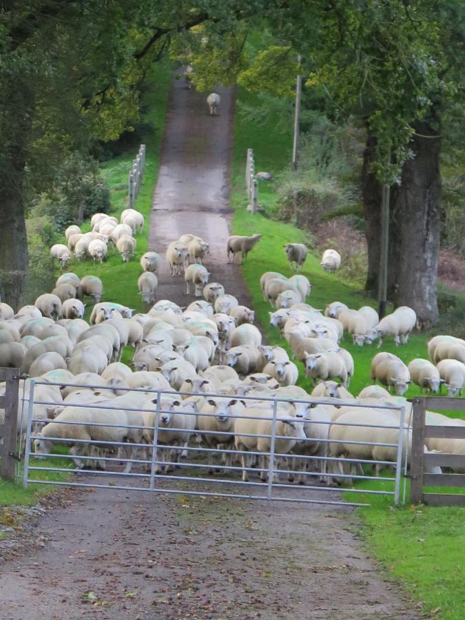 La Ferme De Pomereix Le Dorat Esterno foto